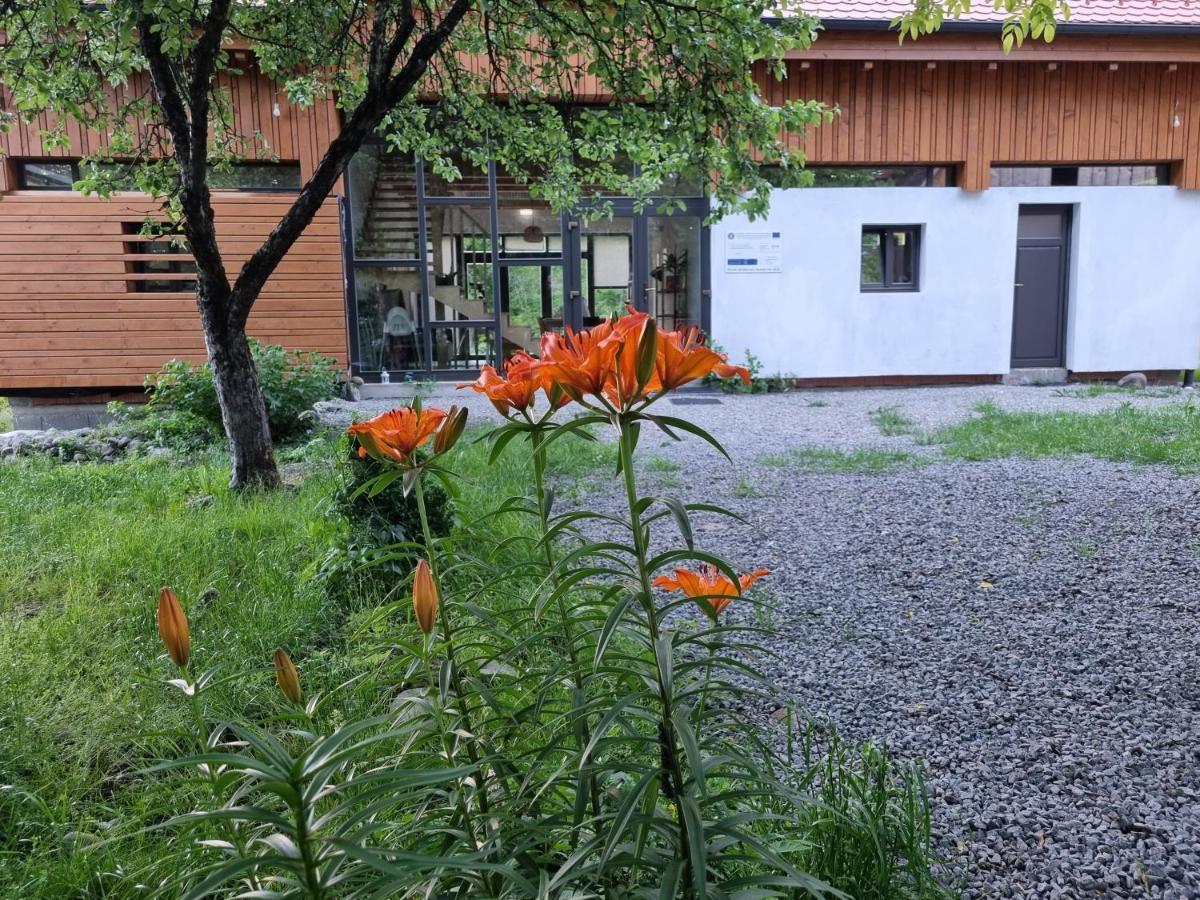 Aster Panzio Bed & Breakfast Cîmpu Cetăţii Bagian luar foto